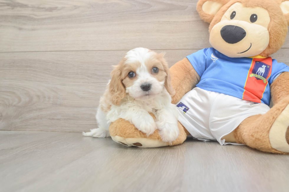 5 week old Cavachon Puppy For Sale - Pilesgrove Pups