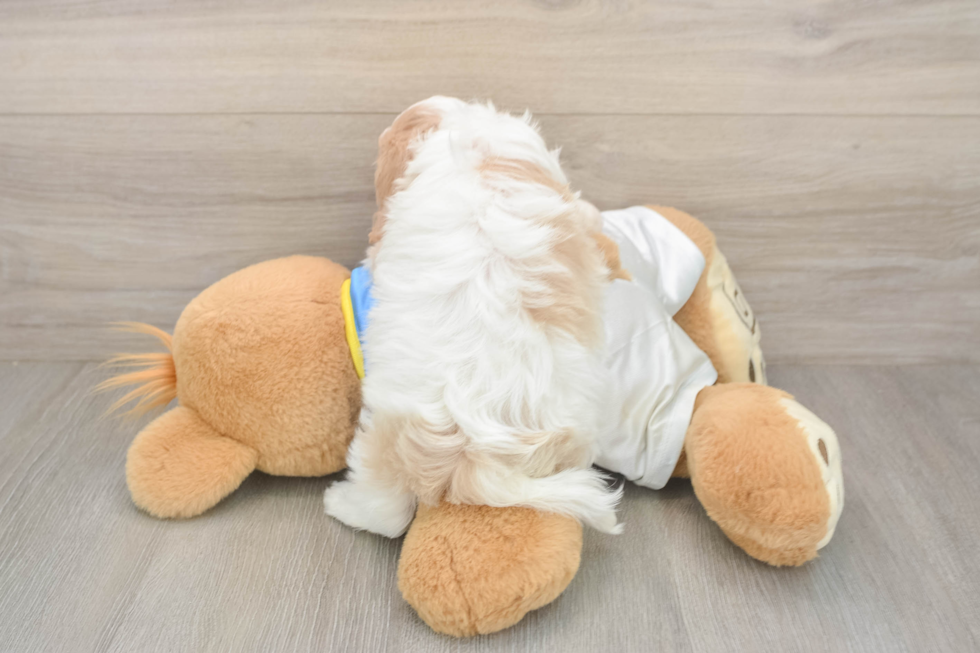 Best Cavachon Baby