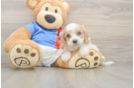 Hypoallergenic Cavalier Bichon Designer Puppy