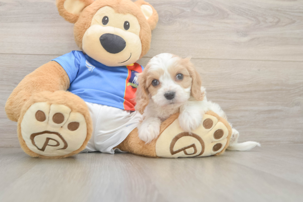 Hypoallergenic Cavalier Bichon Designer Puppy