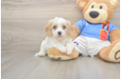 Funny Cavachon Designer Pup
