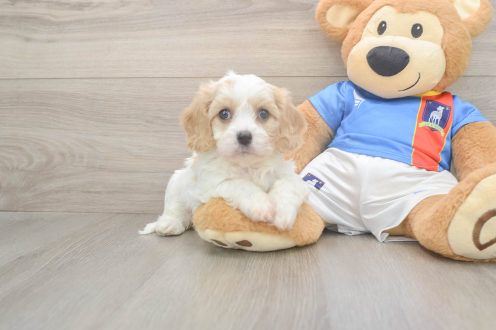 Funny Cavachon Designer Pup