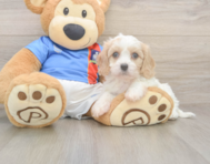 5 week old Cavachon Puppy For Sale - Pilesgrove Pups