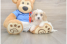 Popular Cavachon Designer Pup