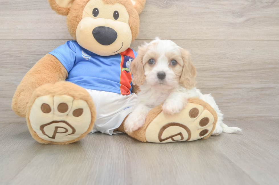 5 week old Cavachon Puppy For Sale - Pilesgrove Pups