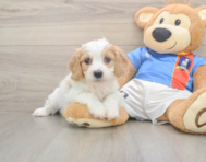 5 week old Cavachon Puppy For Sale - Pilesgrove Pups