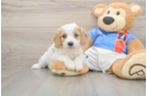 Best Cavachon Baby