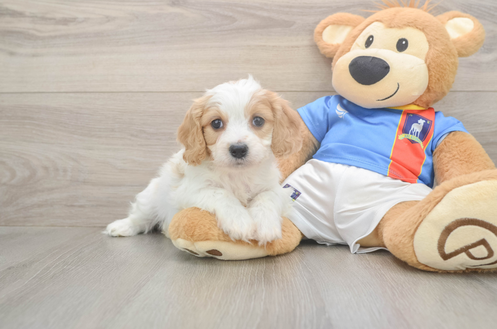 5 week old Cavachon Puppy For Sale - Pilesgrove Pups