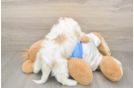 Happy Cavachon Baby