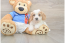 Adorable Cavalier Bichon Designer Puppy