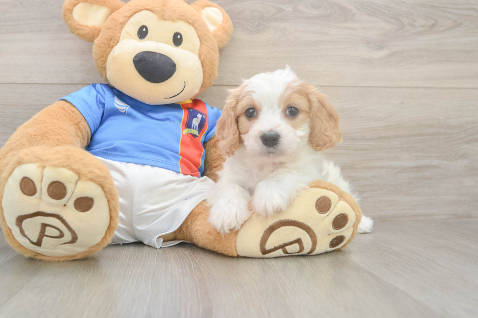 Adorable Cavalier Bichon Designer Puppy