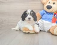 5 week old Cavachon Puppy For Sale - Pilesgrove Pups