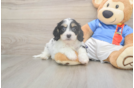 Funny Cavachon Designer Pup