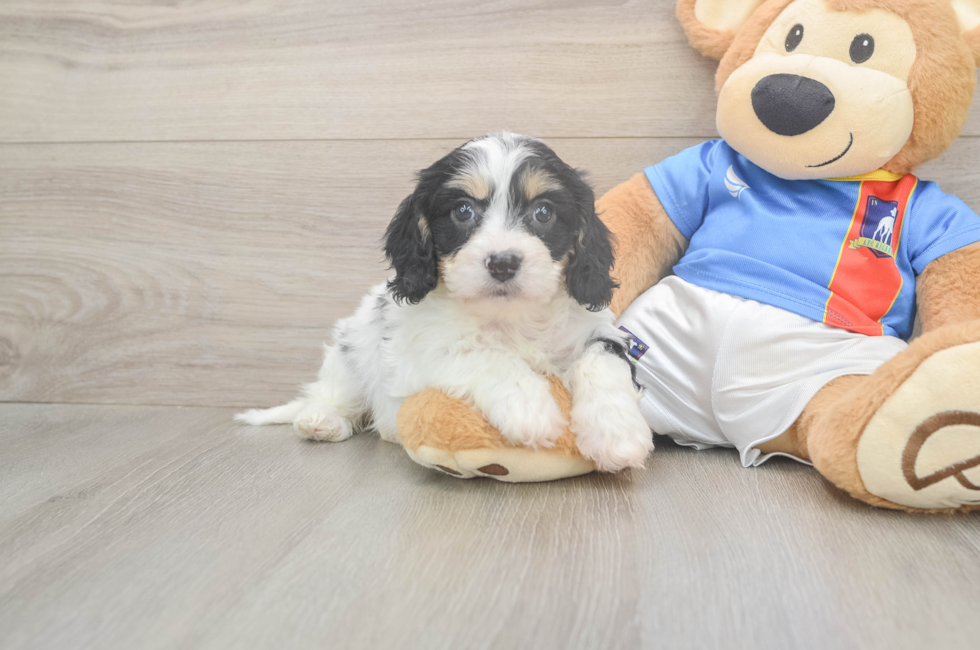 5 week old Cavachon Puppy For Sale - Pilesgrove Pups