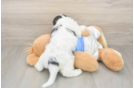 Friendly Cavachon Baby