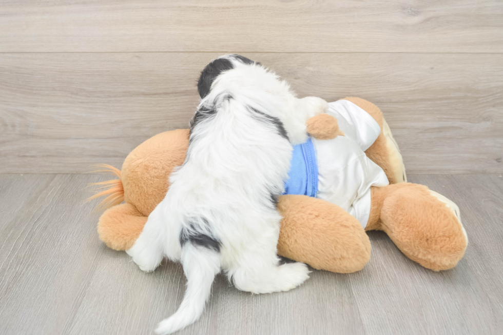 Friendly Cavachon Baby