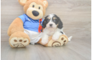 Cavachon Pup Being Cute