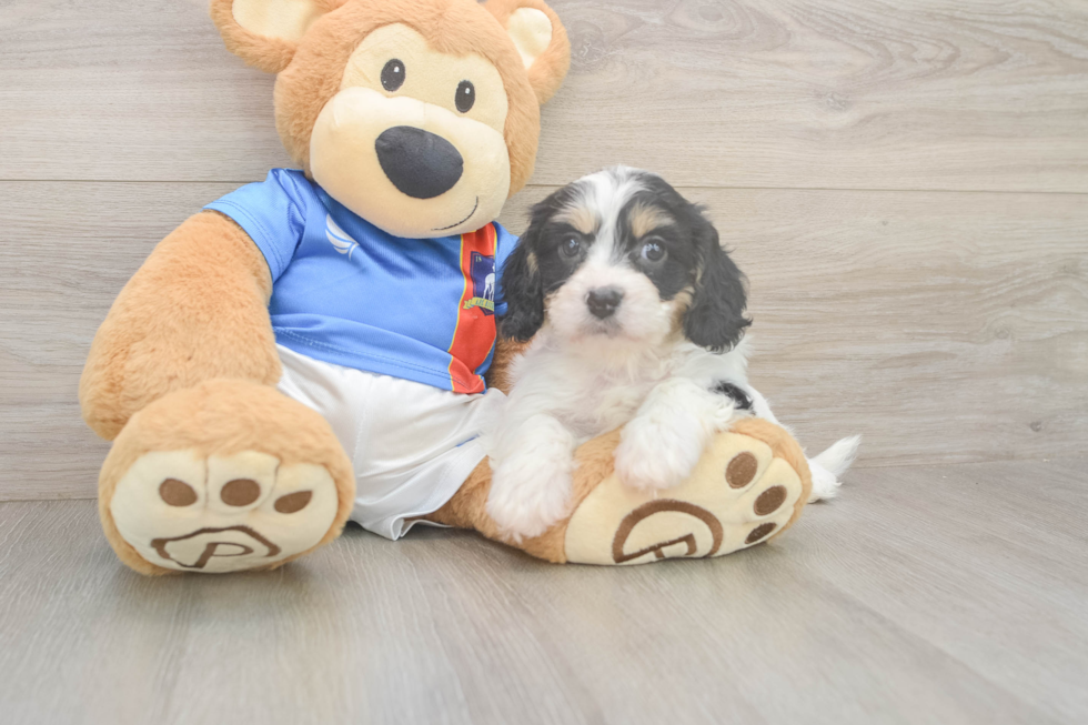 Cavachon Pup Being Cute