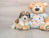 6 week old Cavachon Puppy For Sale - Pilesgrove Pups