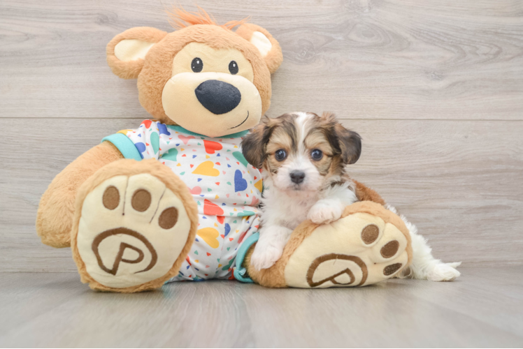 Cavachon Pup Being Cute