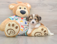 7 week old Cavachon Puppy For Sale - Pilesgrove Pups