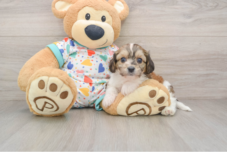 Happy Cavachon Baby