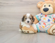 5 week old Cavachon Puppy For Sale - Pilesgrove Pups