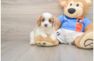Petite Cavachon Designer Pup