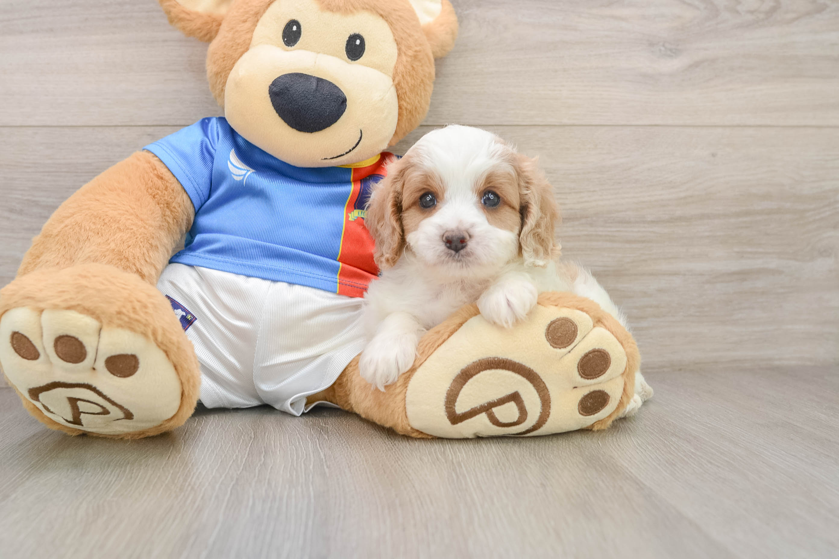 Fluffy Cavachon Designer Pup