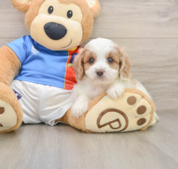 5 week old Cavachon Puppy For Sale - Pilesgrove Pups