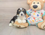 7 week old Cavachon Puppy For Sale - Pilesgrove Pups