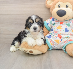 6 week old Cavachon Puppy For Sale - Pilesgrove Pups