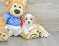 6 week old Cavachon Puppy For Sale - Pilesgrove Pups