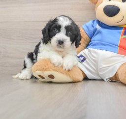 5 week old Cavachon Puppy For Sale - Pilesgrove Pups