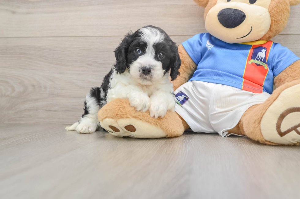 Small Cavachon Baby