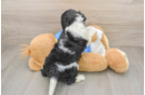 Cavachon Puppy for Adoption