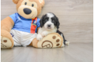 Best Cavachon Baby