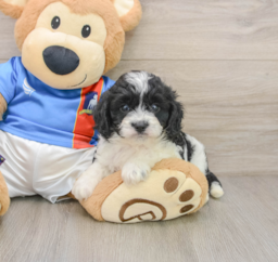 5 week old Cavachon Puppy For Sale - Pilesgrove Pups
