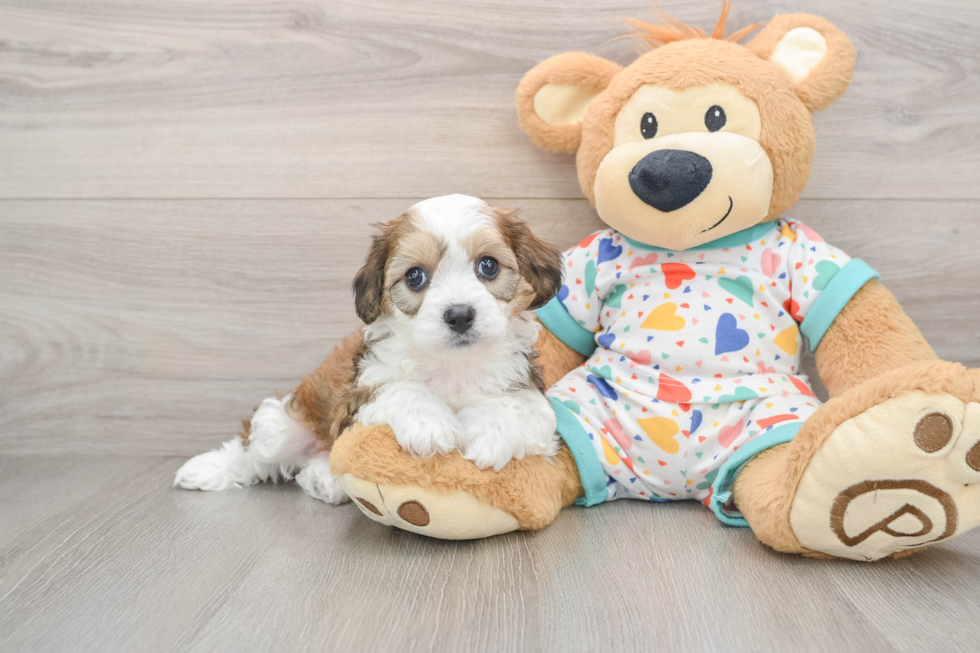 Energetic Cavalier Bichon Designer Puppy