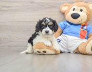 5 week old Cavachon Puppy For Sale - Pilesgrove Pups