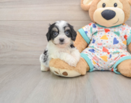 5 week old Cavachon Puppy For Sale - Pilesgrove Pups