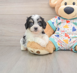 8 week old Cavachon Puppy For Sale - Pilesgrove Pups