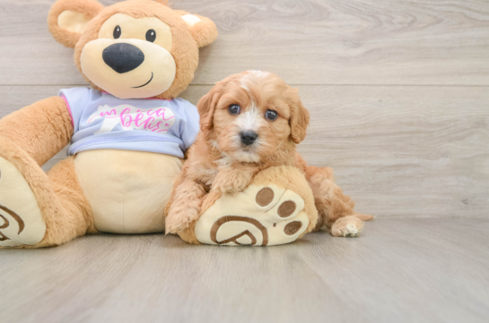 SABAN, a Cavachon littermate