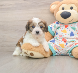 6 week old Cavachon Puppy For Sale - Pilesgrove Pups