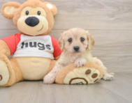 5 week old Cavachon Puppy For Sale - Pilesgrove Pups