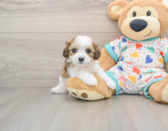 5 week old Cavachon Puppy For Sale - Pilesgrove Pups