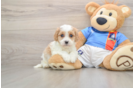 Cavachon Puppy for Adoption