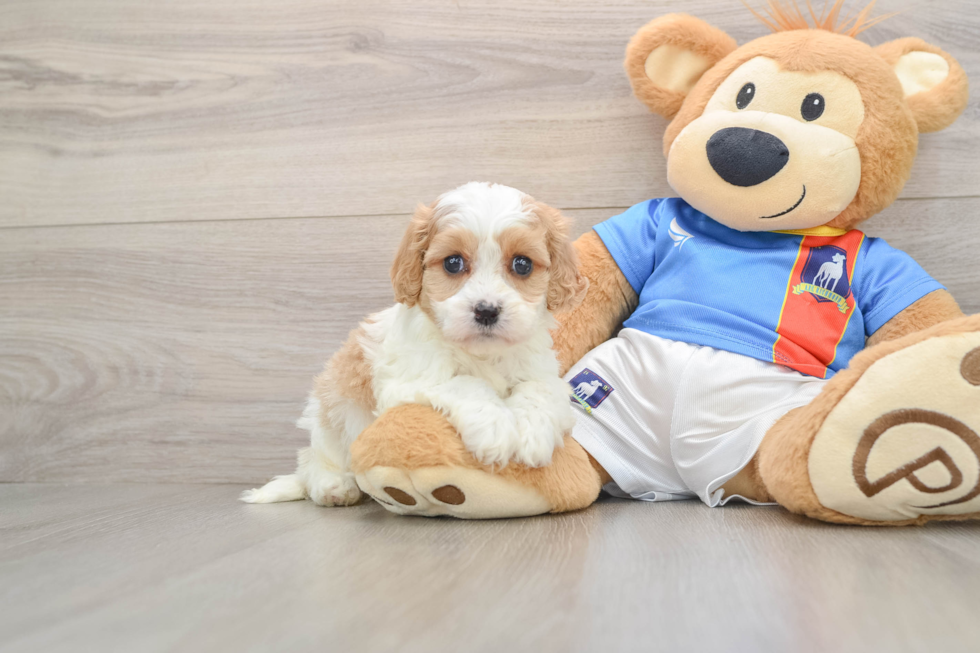 Cavachon Puppy for Adoption