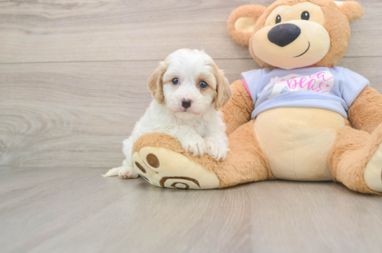 SALLY, a Cavachon littermate
