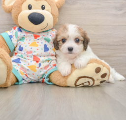 6 week old Cavachon Puppy For Sale - Pilesgrove Pups